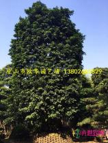 乔木