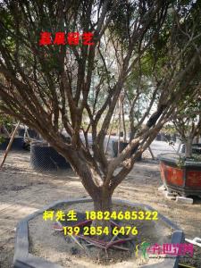 小叶黄杨
