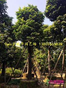 树菠萝