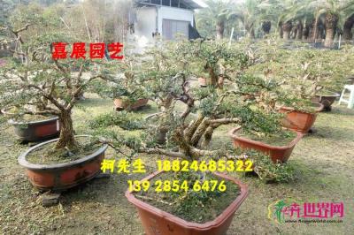 小叶黄杨