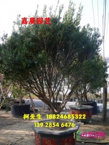 小叶黄杨