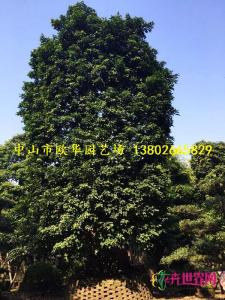 秋枫