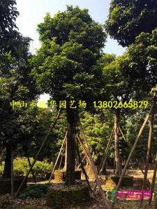 树菠萝