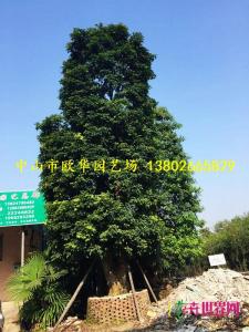 秋枫