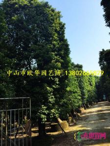 秋枫