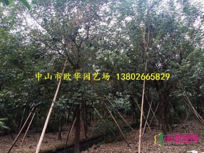 黄花风铃木