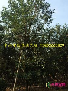 黄花风铃木