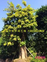 乔木