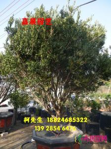 小叶黄杨