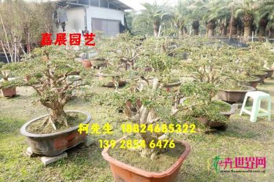 小叶黄杨