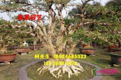 小叶黄杨