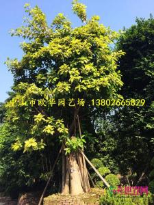富贵榕